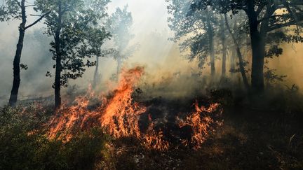 Photo d'illustration d'un feu, le 25 juillet 2017. (ANNE-CHRISTINE POUJOULAT / AFP)