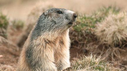 Une marmotte en Auvergne.&nbsp; (JEREMIE FULLERINGER / MAXPPP)