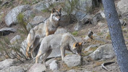 Un loup dans un parc animalier dans les Pyrénées-Orientales, en mars 2019.&nbsp; (MICHEL CLEMENTZ / MAXPPP)