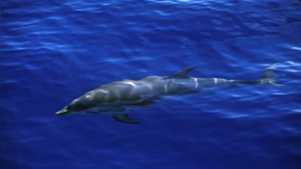 Un dauphin en mer M&eacute;diterran&eacute;e, le 19 mars 2007. (VÉRONIQUE FOURNIER / BIOSPHOTO / AFP)