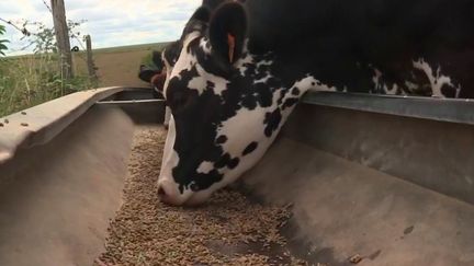 Face à l'absence d'herbe dans les pâturages due à la sécheresse des sols, de nombreux agriculteurs se sont résolus à nourrir leurs bêtes autrement entraînant des frais supplémentaires.&nbsp;Tous ne peuvent pas bénéficier du régime de calamité agricole. (FRANCE 2)