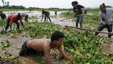 Le fléau des jacinthes d'eau dans le lac Tana, le plus grand d'Ethiopie (Maheder HAILESELASSIE / REUTERS)