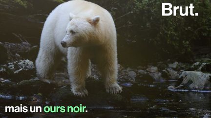 VIDEO. Les ours Kermode, ces ours noirs… au pelage blanc (BRUT)