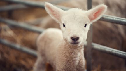 Une agnelle, g&eacute;n&eacute;tiquement modifi&eacute;e par l'Inra, s'est retrouv&eacute;e commercialis&eacute;e en novembre 2014. (IMAGES BY CHRISTINA KILGOUR / MOMENT RM / GETTY)