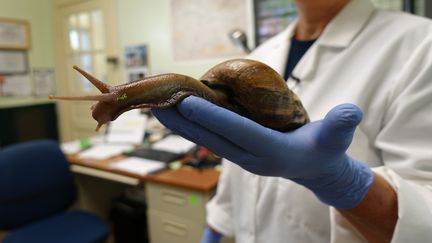 Une scientifique du minist&egrave;re de l'Agriculture de Floride montre un escargot g&eacute;ant d'Afrique, le 17 juillet 2015, &agrave; Miami (Etats-Unis). (KERRY SHERIDAN / AFP)