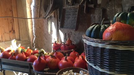 Les courges, variées et généreuses (Laurent Mariotte / RF)