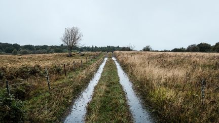 Un chemin sous les fortes pluies à Chastreix (Puy-de-Dôme), le 22 septembre 2024. (ROMAIN COSTASECA / HANS LUCAS / AFP)