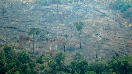 Vue aérienne de la forêt amazonienne déboisée et brûlée, le 24 août 2019. (LULA SAMPAIO / AFP)