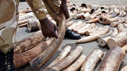 Défenses d'éléphants interceptées dans le port de Mombasa (Kenya) dans un container au milieu de sacs de sésame.

 ( AFP PHOTO/Ivan Lieman)