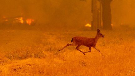 Les animaux sont aussi victimes de ces violents incendies à l'image de ce chevreuil qui tentent de fuir les flammes près de&nbsp;Clearlake Oaks (Californie) le samedi 4 août 2018. (NOAH BERGER / AFP)