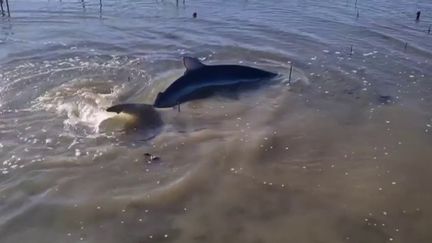 Gironde : un requin bleu sauvé dans un parc ostréicole (France 2)