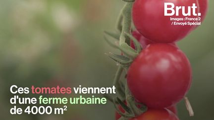 Des tomates nourries par l'eau des poissons et protégées par des insectes : ce modèle vertueux, c'est l'aquaponie. Située sur le toit d'un marché près de Bruxelles, la ferme urbaine de Steven est la plus grande ferme aquaponique d'Europe. Envoyé Spécial l'a visitée.