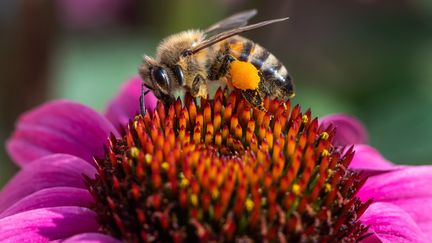 Une abeille colecte le pollen sur une fleur. Photo d'illustration. (ROBERT MICHAEL / DPA)