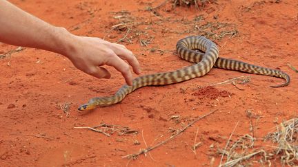 VIDEO. Australie : une journaliste découvre un python caché derrière son ordinateur