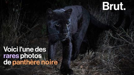 Au Kenya, photographier une panthère noire n'est pas chose facile. Les chercheurs ont cependant capturé un beau cliché de l'animal.