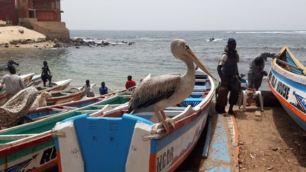 Ne jamais faire confiance à un pélican, même domestiqué…&nbsp; (Auteurs.)