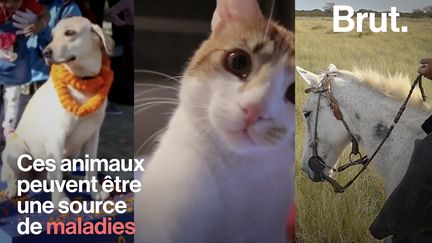 Chiens, chats, rongeurs... Les animaux peuvent transmettre aux hommes des maladies parfois mortelles.