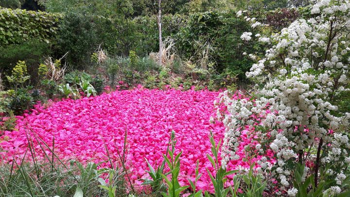 Alice au Pays des merveilles, le conte de Lewis Caroll a aussi inspiré les concepteurs du jardin. (Anne Chépeau - franceinfo)