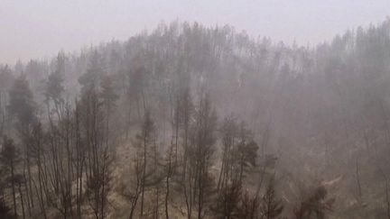 Incendies en Grèce : des dégâts d’une ampleur sans précédent