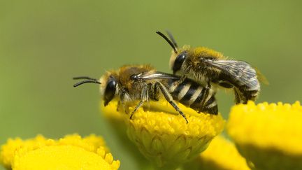 Selon des &eacute;tudes scientifiques, les abeilles sont particuli&egrave;rement touch&eacute;es par les effets nocifs des n&eacute;onicotino&iuml;des. (Photo d'illustration) (MONIQUE BERGER / AFP)