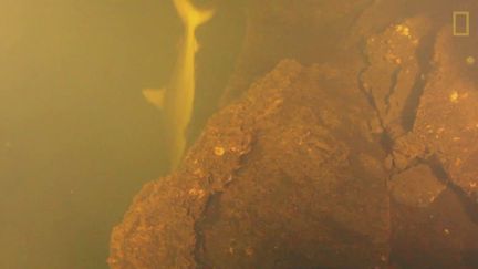 Un requin visible dans le volcan Kavachi, dans le Pacifique, dans une vid&eacute;o diffus&eacute;e par "National Geographic", le 10 juillet 2015. (NATIONAL GEOGRAPHIC / YOUTUBE)