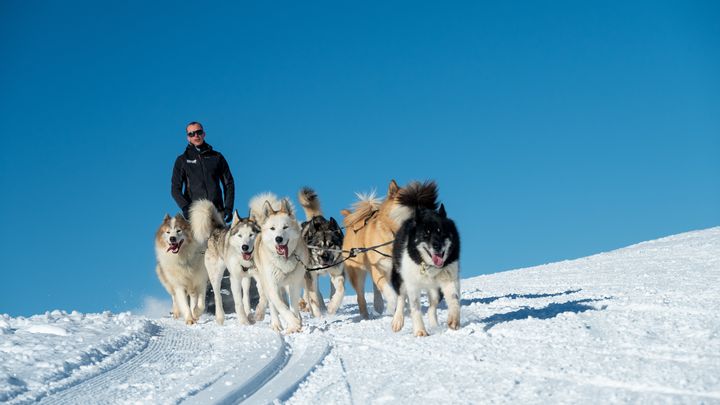 Seul ou en famille, confortablement installé sur des peaux de rennes, on se laisse guider par un musher professionnel dans un traîneau emmené par dix chiens au maximum. (HORS TRACE AVENTURE)