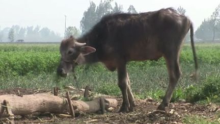 Les animaux infectés par la fièvre aphteuse ne peuvent plus servir aux labours ni aux récoltes et leur lait est impropre à la consommation à cause du risque d'infection (Egypte, avril 2012) . (FTV)