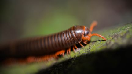 Un myriapode photographié&nbsp;au Cambodge, le 29 avril 2018.&nbsp; (STEFAN  MALIN / EYEEM / GETTY IMAGES)