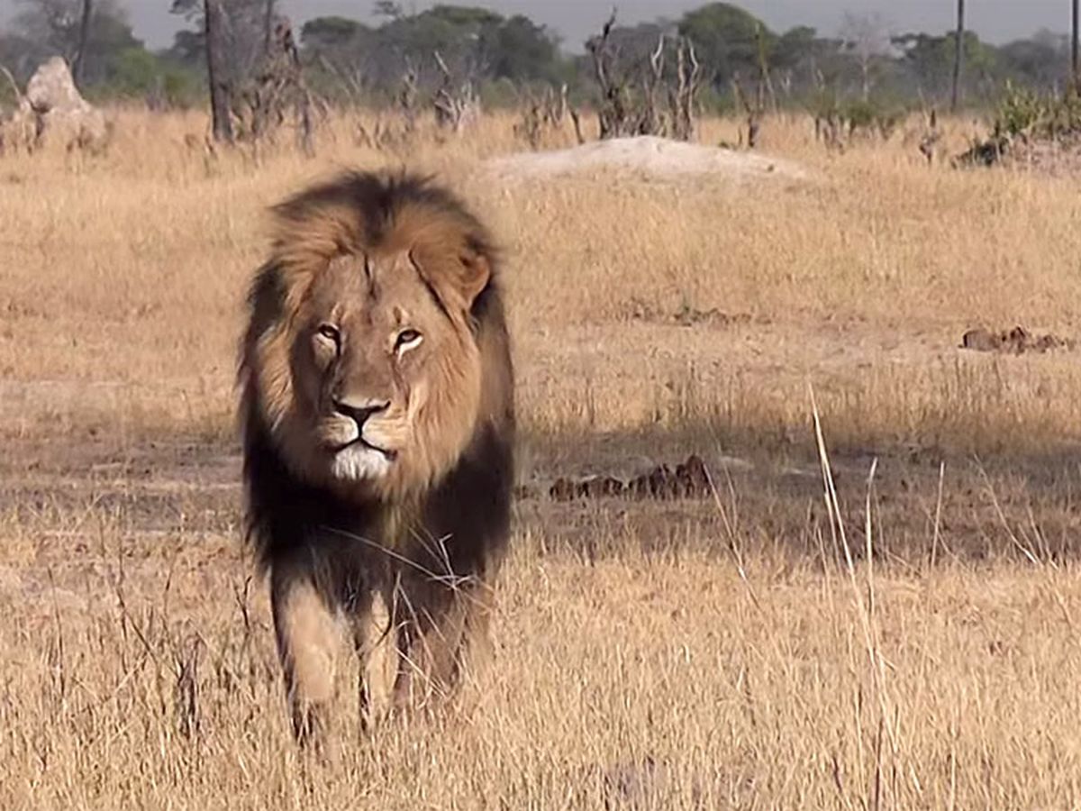 Cecil le lion le plus c l bre du Zimbabwe abattu par des braconniers