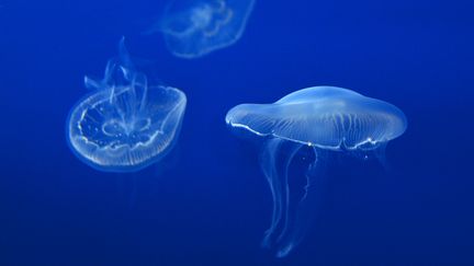 Des m&eacute;duses, &agrave; l'aquarium de Tokyo (Japon). (MIKE HEWITT / FIFA / GETTY IMAGES)