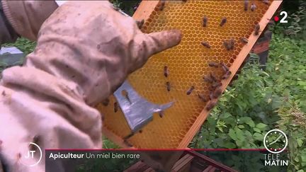 Agriculture : pénurie de miel en Côte-d’Or