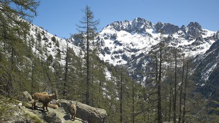 Dans le parc national du Mercantour (Alpes-Maritimes), le taux de césium 137, un élément radioactif, est&nbsp;particulièrement élevé. (ROBERT VALARCHER / AFP)