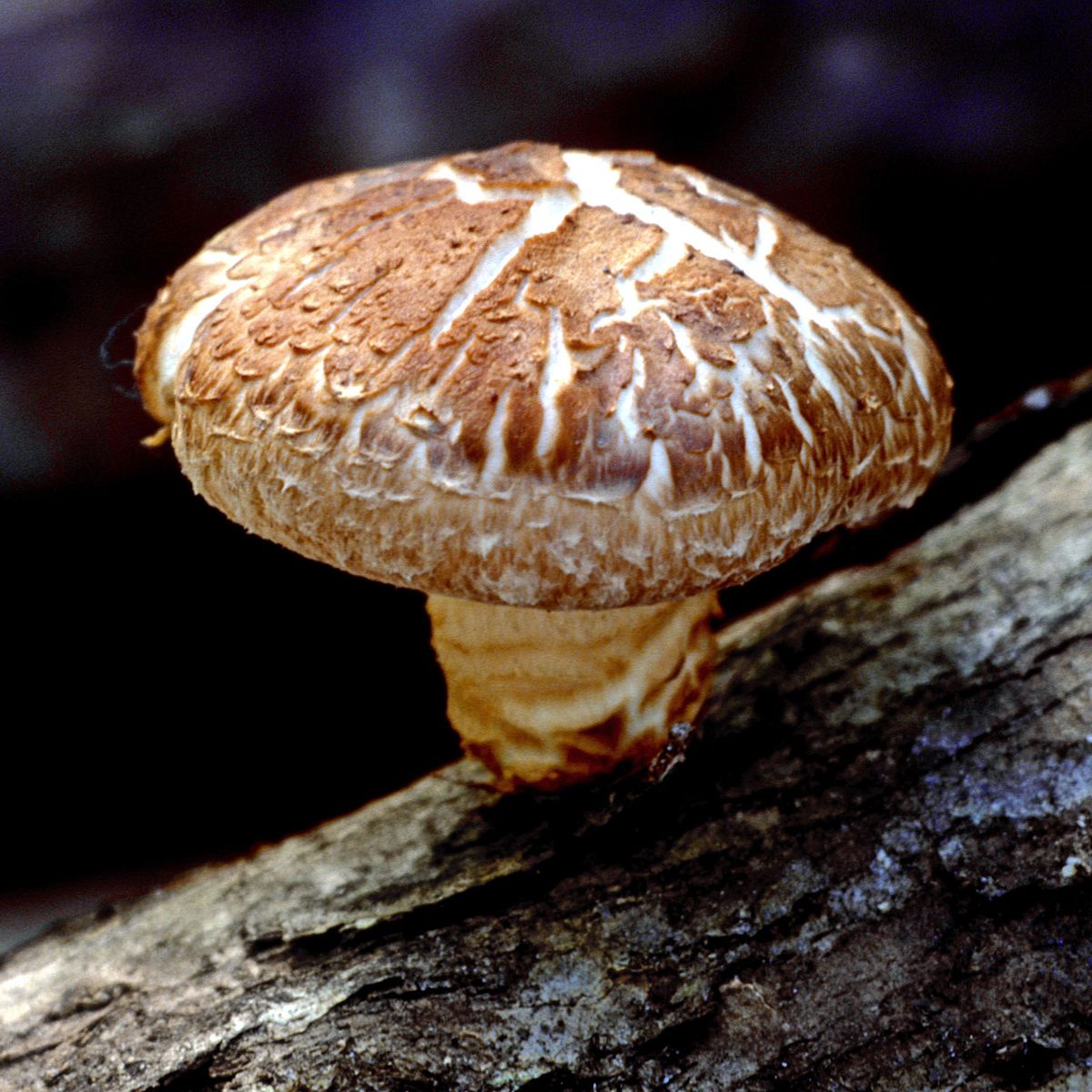 Remède Immunitaire à base de Champignon noir