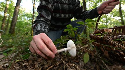 L'Anses a recencés plus de 600 cas d'intoxications avec des champignons depuis juillet 2023. Photo d'illustration (JOSSELIN CLAIR / MAXPPP)