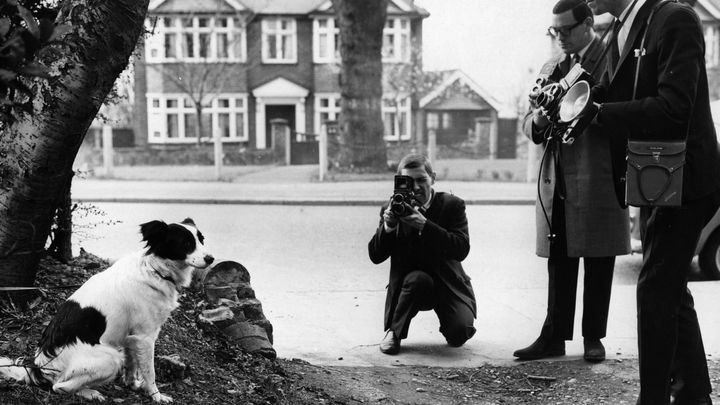 Pickles, le chien qui a retrouv&eacute; le troph&eacute;e Jules Rimet, le 28 mars 1966, &agrave; Londres (Royaume-Uni), posant pour des photographes. (CENTRAL PRESS / HULTON ARCHIVE / GETTY IMAGES)