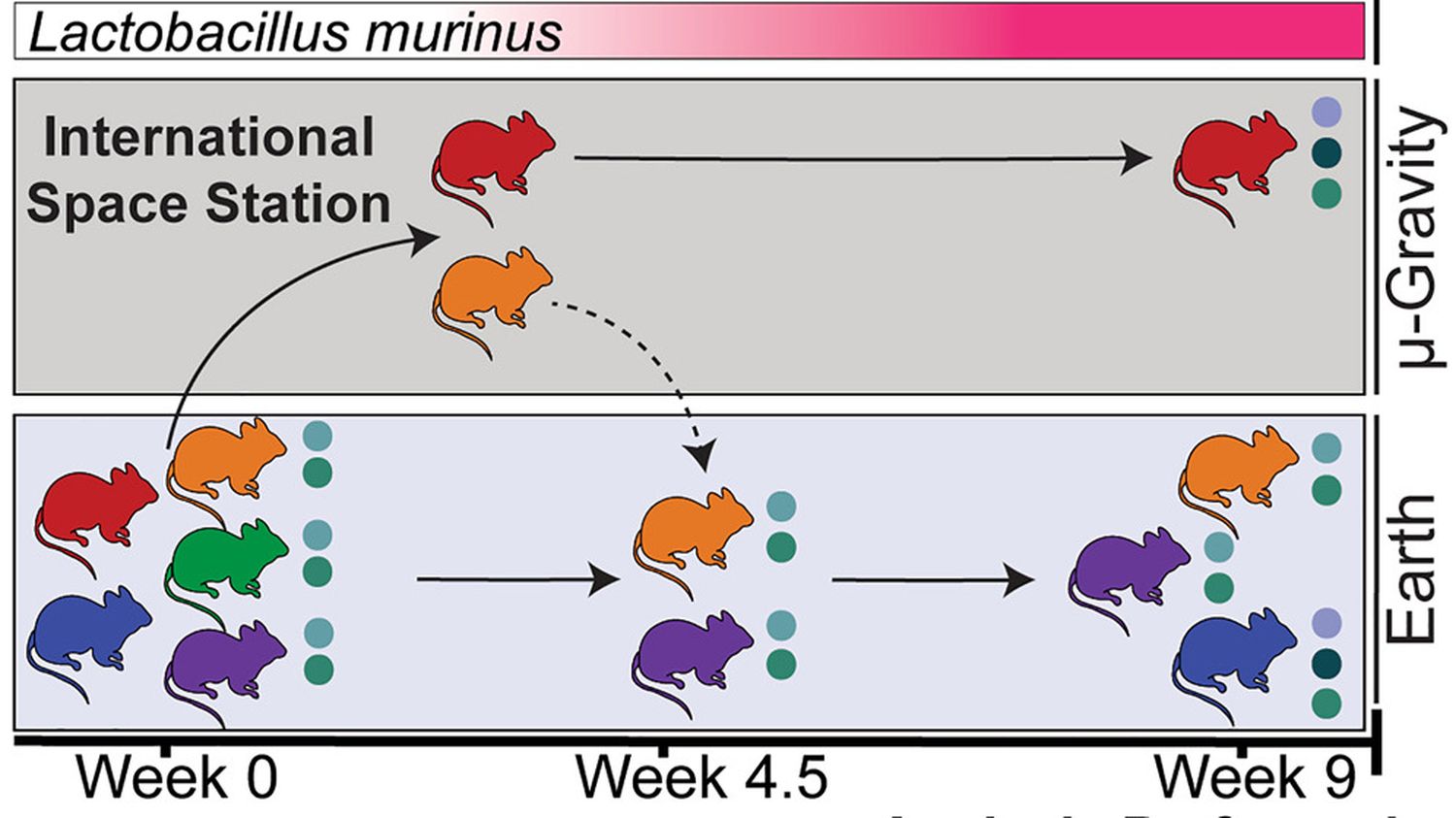 “Gut Microbiota Connection to Bone Health: New Osteoporosis Treatment Possible”