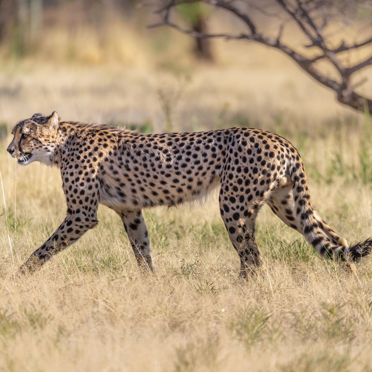 L'Inde va réintroduire le guépard venu d'Afrique pour 