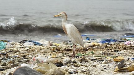 Un oiseau marin au milieu de déchets en plastiques charriés sur le rivage par la mer, à Dakar, au Sénégal. (SEYLLOU / AFP)