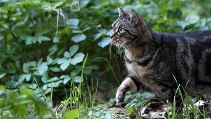 Environ 100 000 animaux sont abandonn&eacute;s chaque ann&eacute;e en France, dont 10 000 pendant l'&eacute;t&eacute;. (PASCAL PITTORINO / BIOSPHOTO / AFP)