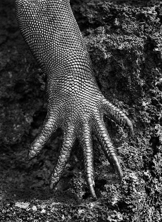 Iguane marin ("Amblyrhynchus cristatus"). Gal&aacute;pagos, Equateur, 2004. (© SEBASTIÃO SALGADO / AMAZONAS)