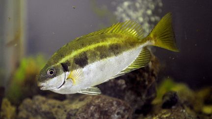 Un poisson-lapin à queue tronquée. (ANNE-CHRISTINE POUJOULAT / AFP)