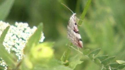 Savoie : la montagne, véritable refuge pour les papillons (FRANCE 3)