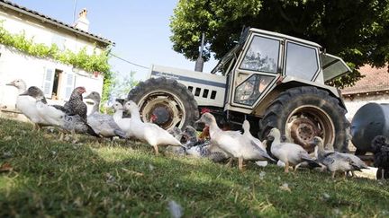 &nbsp; (Le vide sanitaire se termine ce lundi dans les élevages d'oies et de canards du Sud-Ouest © Maxppp)