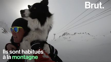 Au sommet des monts neigeux, des équipes cynophiles dressent leurs chiens pour porter secours aux personnes ensevelies. (BRUT)