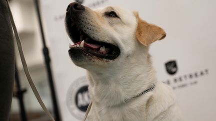 Un labrador aux Etats-Unis, en mars 2017.&nbsp; (MIKE SEGAR / REUTERS)