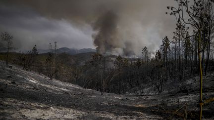 Après les incendies meurtriers survenus au Portugal en 2017, le pays a encore été durement touché cette année. Sud du Portugal, le 8 août 2023. (PATRICIA DE MELO MOREIRA / AFP)