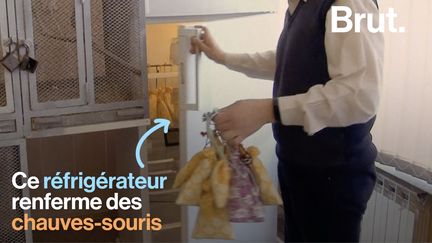 VIDEO. Des chauves-souris dans un réfrigérateur ? Une technique d’hibernation imparable&nbsp; (BRUT)