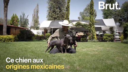 VIDEO. Qu'est ce qu'un xoloitzcuintle, ce chien sacré pour les Aztèques ? (BRUT)