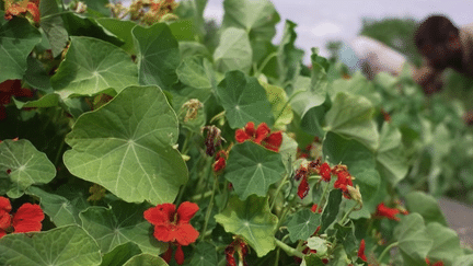 Gastronomie : la capucine, une fleur poivrée à déguster