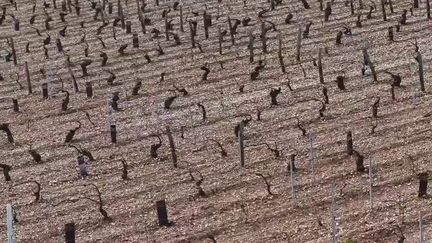 Intempéries dans l'Yonne : frappé par les orages de grêle, le vignoble de Chablis tente de survivre (France 2)